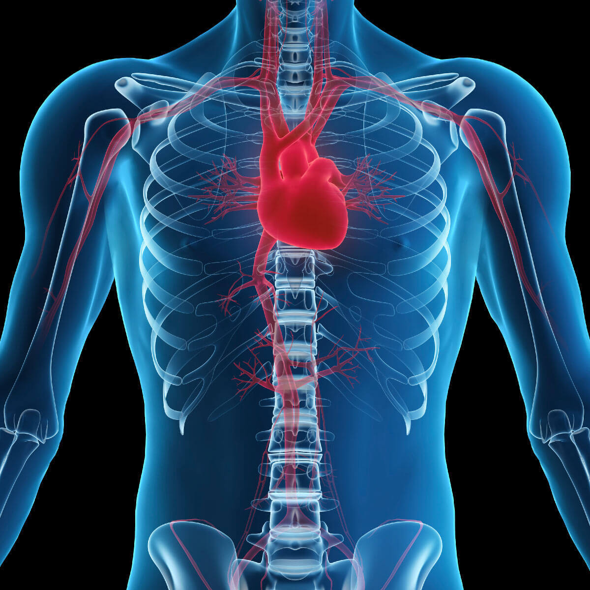 Visualisierung eines Körpers zu Herz-Kreislauf